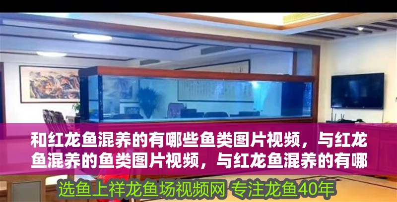 和紅龍魚混養的有哪些魚類圖片視頻，與紅龍魚混養的魚類圖片視頻，與紅龍魚混養的有哪些魚類圖片視頻