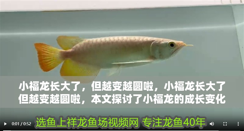 小福龍長(zhǎng)大了，但越變?cè)綀A啦，小福龍長(zhǎng)大了但越變?cè)綀A啦，本文探討了小福龍的成長(zhǎng)變化