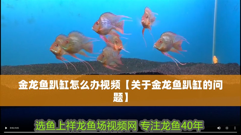 金龍魚趴缸怎么辦視頻【關于金龍魚趴缸的問題】