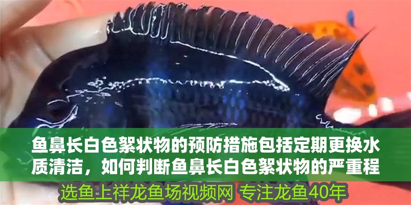 魚鼻長白色絮狀物的預防措施包括定期更換水質清潔，如何判斷魚鼻長白色絮狀物的嚴重程度？