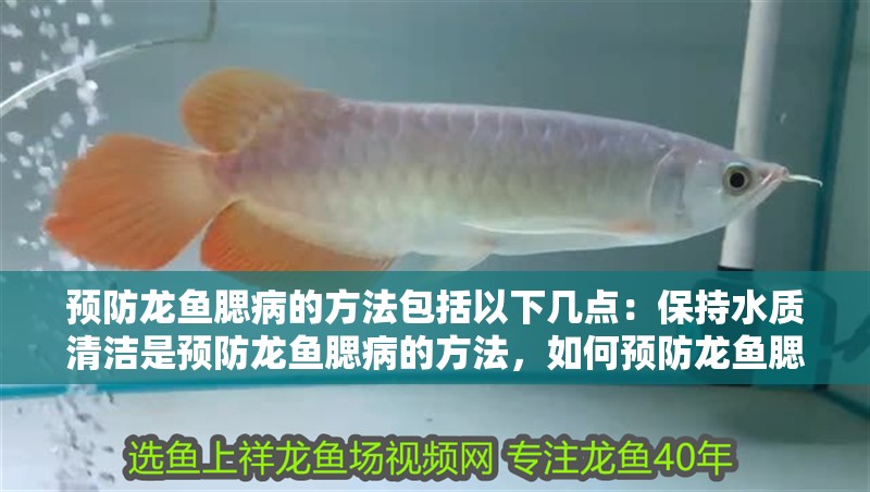 預防龍魚腮病的方法包括以下幾點：保持水質清潔是預防龍魚腮病的方法，如何預防龍魚腮病 預防龍魚腮病的方法包括以下幾點：保持水質清潔是預防龍魚腮病的方法，如何預防龍魚腮病 龍魚百科 第3張