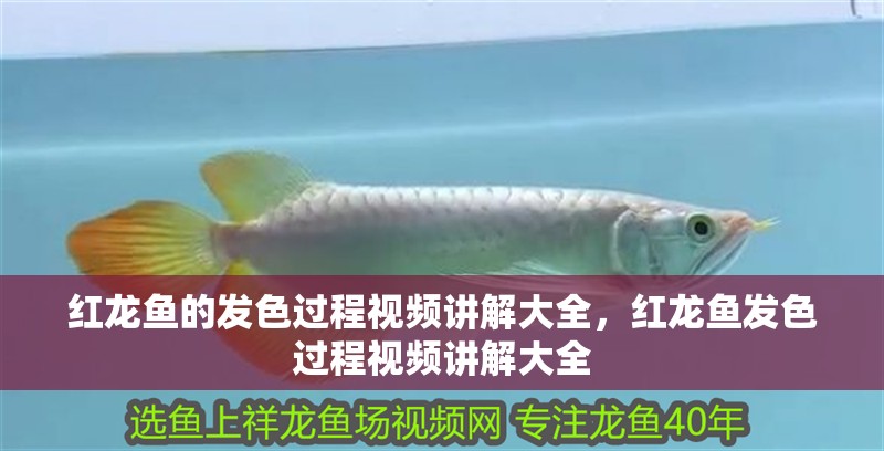 紅龍魚的發色過程視頻講解大全，紅龍魚發色過程視頻講解大全