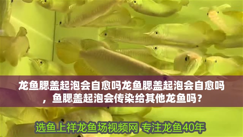 龍魚腮蓋起泡會自愈嗎龍魚腮蓋起泡會自愈嗎，魚腮蓋起泡會傳染給其他龍魚嗎？