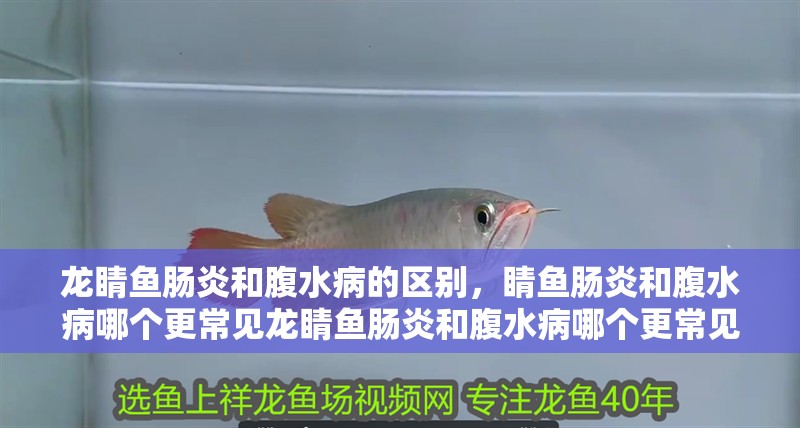 龍睛魚腸炎和腹水病的區(qū)別，睛魚腸炎和腹水病哪個更常見龍睛魚腸炎和腹水病哪個更常見