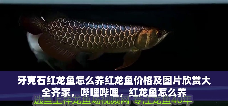 牙克石紅龍魚怎么養紅龍魚價格及圖片欣賞大全齊家，嗶哩嗶哩，紅龍魚怎么養