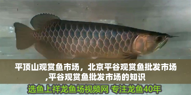 平頂山觀賞魚市場，北京平谷觀賞魚批發(fā)市場,平谷觀賞魚批發(fā)市場的知識