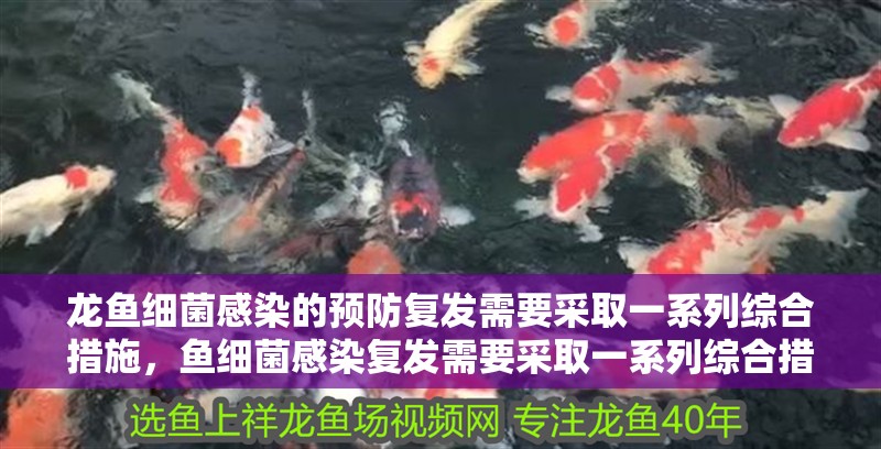 龍魚細(xì)菌感染的預(yù)防復(fù)發(fā)需要采取一系列綜合措施，魚細(xì)菌感染復(fù)發(fā)需要采取一系列綜合措施，保持水質(zhì)清潔是關(guān)鍵