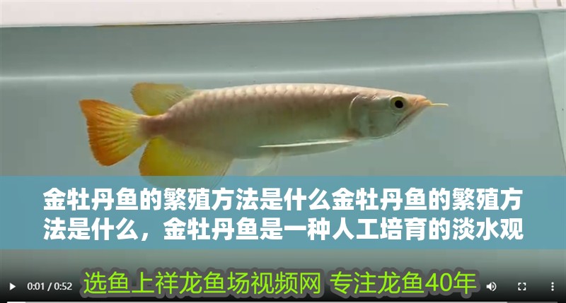 金牡丹魚的繁殖方法是什么金牡丹魚的繁殖方法是什么，金牡丹魚是一種人工培育的淡水觀賞魚