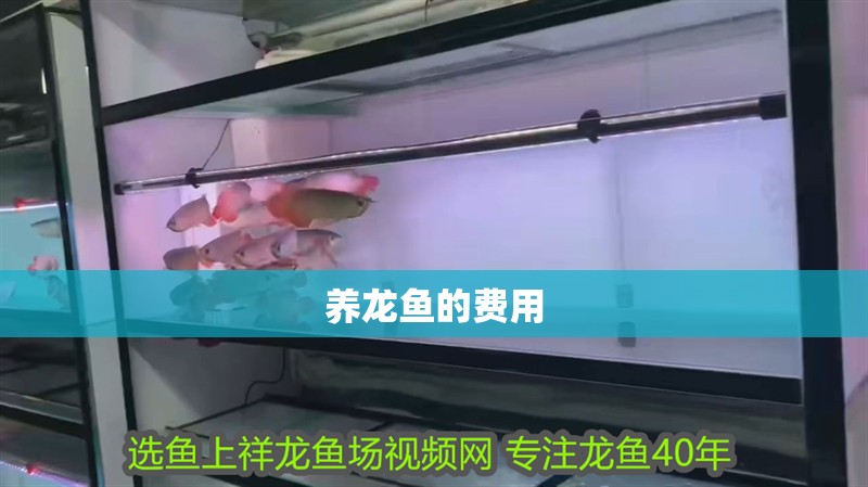 養(yǎng)龍魚的費(fèi)用