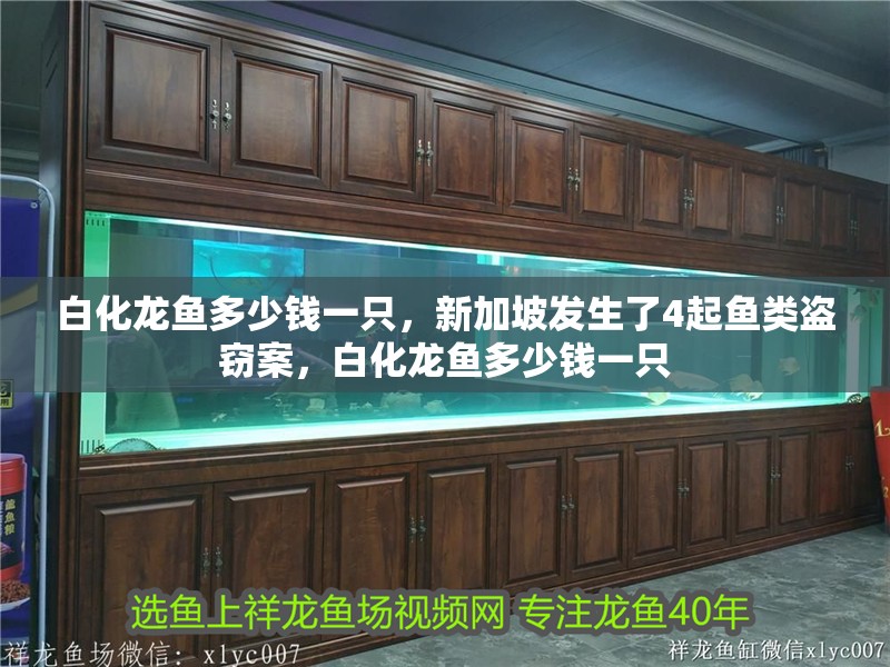 白化龍魚多少錢一只，新加坡發生了4起魚類盜竊案，白化龍魚多少錢一只