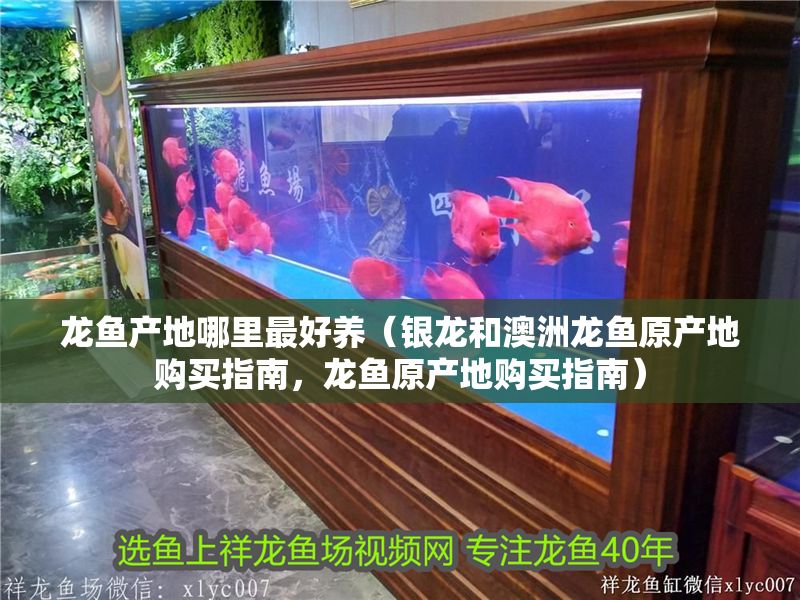 龍魚產地哪里最好養（銀龍和澳洲龍魚原產地購買指南，龍魚原產地購買指南）