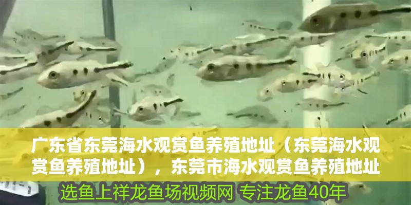 廣東省東莞海水觀賞魚養殖地址（東莞海水觀賞魚養殖地址），東莞市海水觀賞魚養殖地址 廣東省東莞海水觀賞魚養殖地址（東莞海水觀賞魚養殖地址），東莞市海水觀賞魚養殖地址 觀賞魚百科