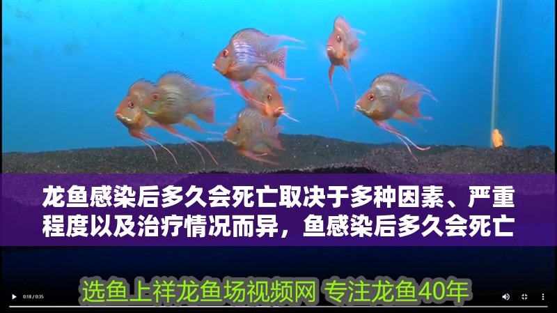 龍魚感染后多久會死亡取決于多種因素、嚴重程度以及治療情況而異，魚感染后多久會死亡