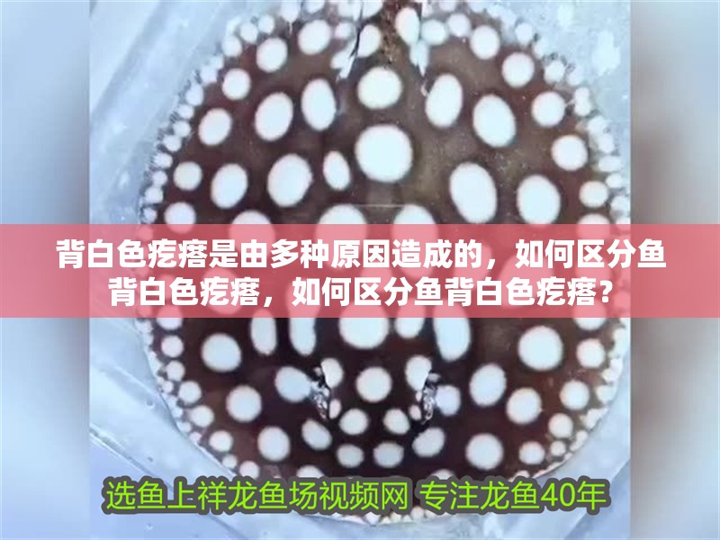背白色疙瘩是由多種原因造成的，如何區(qū)分魚背白色疙瘩，如何區(qū)分魚背白色疙瘩？