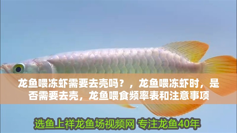 龍魚喂凍蝦需要去殼嗎？，龍魚喂凍蝦時，是否需要去殼，龍魚喂食頻率表和注意事項