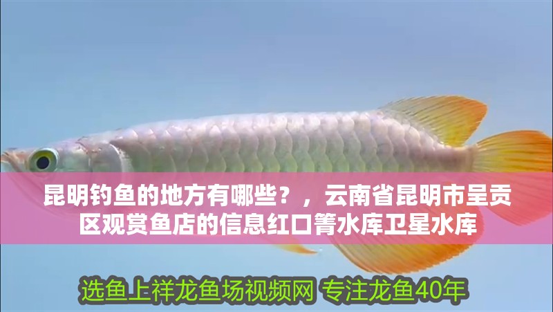 昆明釣魚的地方有哪些？，云南省昆明市呈貢區(qū)觀賞魚店的信息紅口箐水庫衛(wèi)星水庫