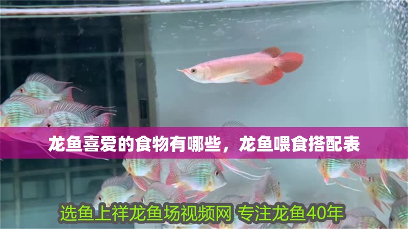 龍魚喜愛的食物有哪些，龍魚喂食搭配表