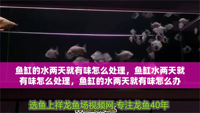 魚缸的水兩天就有味怎么處理，魚缸水兩天就有味怎么處理，魚缸的水兩天就有味怎么辦