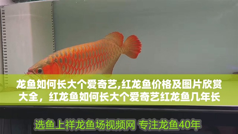 龍魚如何長大個愛奇藝,紅龍魚價格及圖片欣賞大全，紅龍魚如何長大個愛奇藝紅龍魚幾年長到60公分起航
