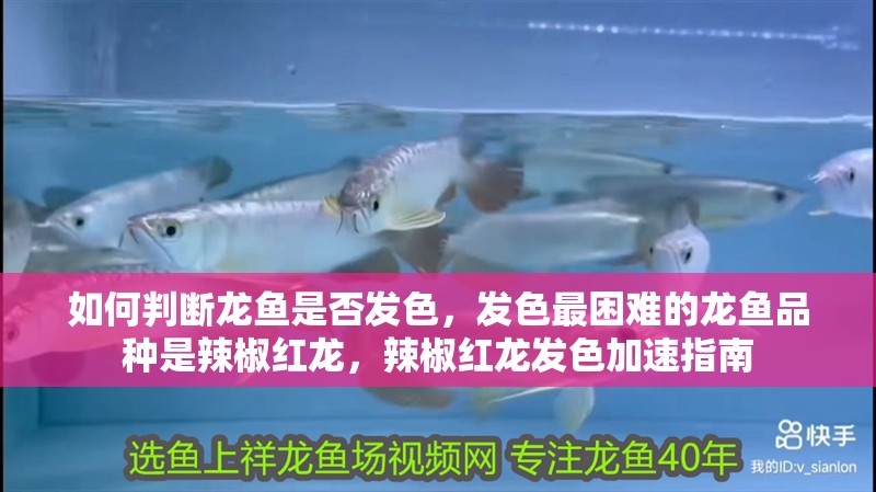 如何判斷龍魚是否發色，發色最困難的龍魚品種是辣椒紅龍，辣椒紅龍發色加速指南
