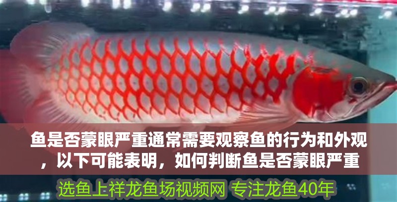 魚是否蒙眼嚴重通常需要觀察魚的行為和外觀，以下可能表明，如何判斷魚是否蒙眼嚴重