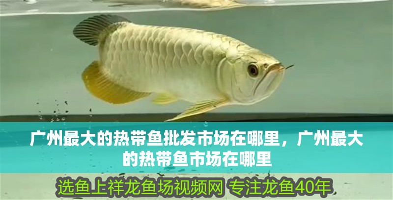 廣州最大的熱帶魚批發市場在哪里，廣州最大的熱帶魚市場在哪里