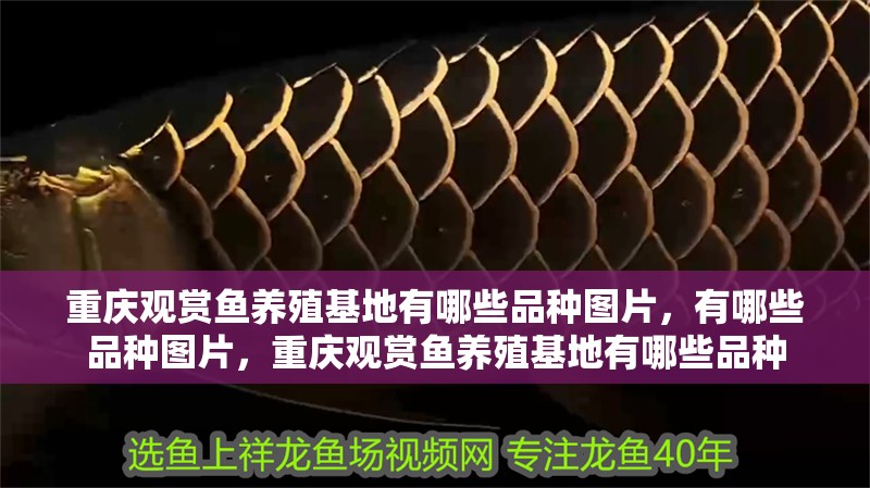 重慶觀賞魚養殖基地有哪些品種圖片，有哪些品種圖片，重慶觀賞魚養殖基地有哪些品種