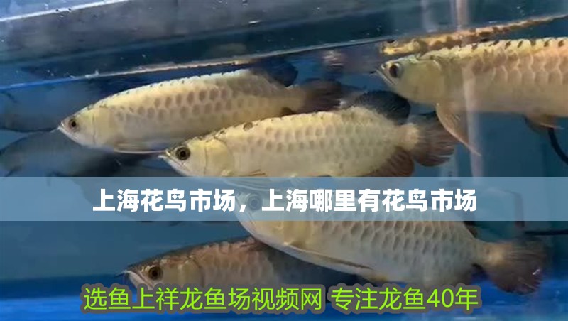 上海花鳥市場(chǎng)，上海哪里有花鳥市場(chǎng)