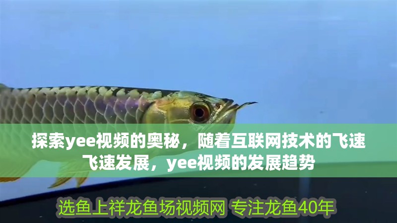 探索yee視頻的奧秘，隨著互聯(lián)網(wǎng)技術的飛速飛速發(fā)展，yee視頻的發(fā)展趨勢