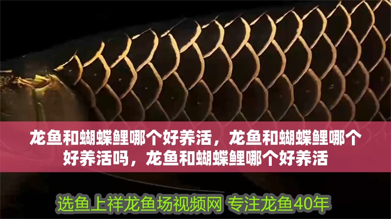 龍魚和蝴蝶鯉哪個好養(yǎng)活，龍魚和蝴蝶鯉哪個好養(yǎng)活嗎，龍魚和蝴蝶鯉哪個好養(yǎng)活