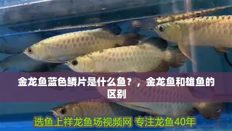 金龍魚藍(lán)色鱗片是什么魚？，金龍魚和雄魚的區(qū)別