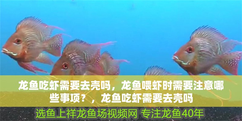 龍魚吃蝦需要去殼嗎，龍魚喂蝦時需要注意哪些事項？，龍魚吃蝦需要去殼嗎