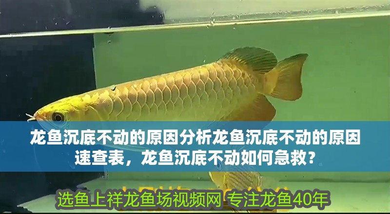 龍魚沉底不動的原因分析龍魚沉底不動的原因速查表，龍魚沉底不動如何急救？