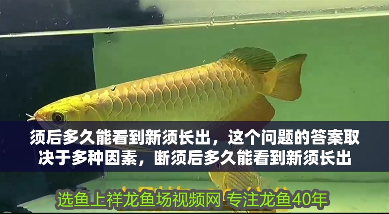 須后多久能看到新須長出，這個問題的答案取決于多種因素，斷須后多久能看到新須長出