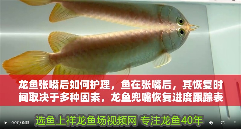 龍魚張嘴后如何護理，魚在張嘴后，其恢復時間取決于多種因素，龍魚兜嘴恢復進度跟蹤表
