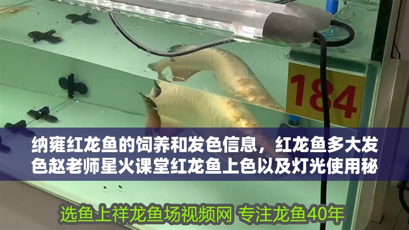納雍紅龍魚的飼養和發色信息，紅龍魚多大發色趙老師星火課堂紅龍魚上色以及燈光使用秘密