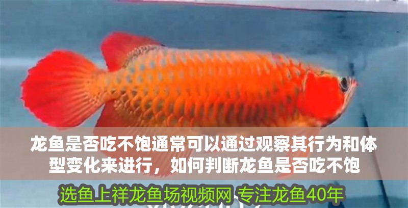 龍魚是否吃不飽通?？梢酝ㄟ^觀察其行為和體型變化來進行，如何判斷龍魚是否吃不飽