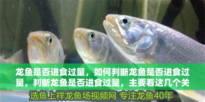 龍魚是否進食過量，如何判斷龍魚是否進食過量，判斷龍魚是否進食過量，主要看這幾個關鍵信號,記住別喂過量