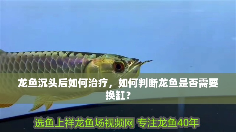 龍魚沉頭后如何治療，如何判斷龍魚是否需要換缸？
