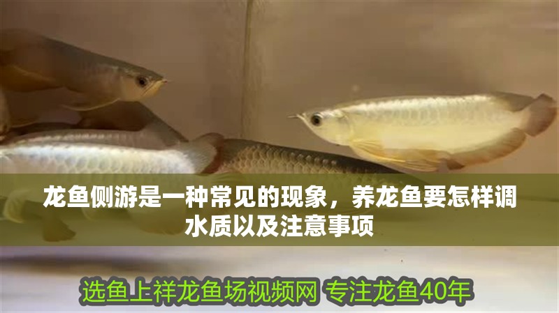 龍魚(yú)側(cè)游是一種常見(jiàn)的現(xiàn)象，養(yǎng)龍魚(yú)要怎樣調(diào)水質(zhì)以及注意事項(xiàng)