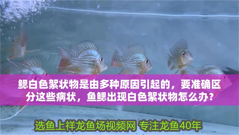 鰓白色絮狀物是由多種原因引起的，要準確區(qū)分這些病狀，魚鰓出現(xiàn)白色絮狀物怎么辦？