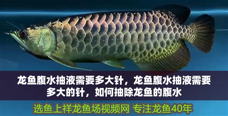龍魚腹水抽液需要多大針，龍魚腹水抽液需要多大的針，如何抽除龍魚的腹水