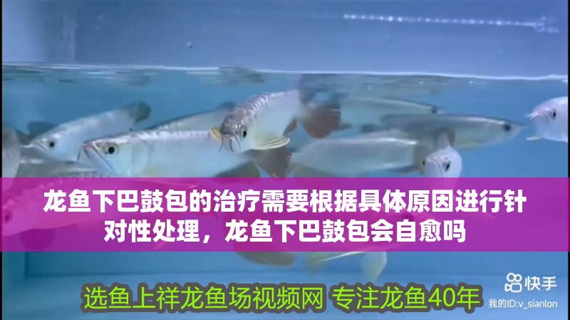 龍魚下巴鼓包的治療需要根據具體原因進行針對性處理，龍魚下巴鼓包會自愈嗎