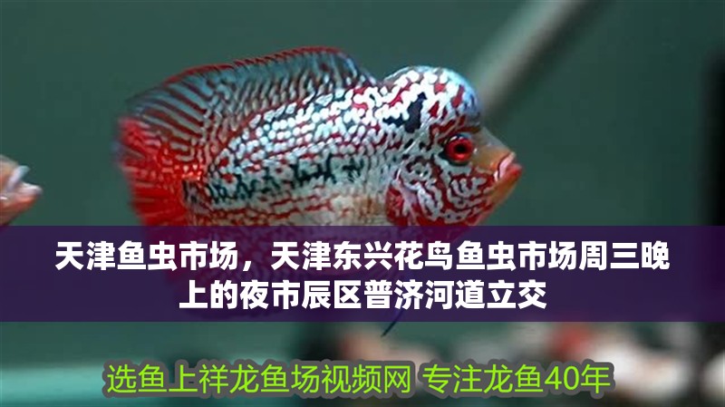 天津魚蟲市場，天津東興花鳥魚蟲市場周三晚上的夜市辰區普濟河道立交