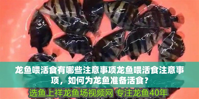 龍魚喂活食有哪些注意事項龍魚喂活食注意事項，如何為龍魚準備活食？