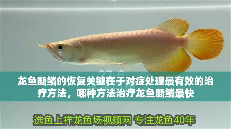 龍魚斷鱗的恢復(fù)關(guān)鍵在于對癥處理最有效的治療方法，哪種方法治療龍魚斷鱗最快