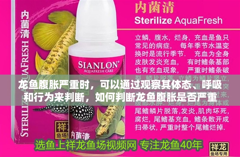 龍魚腹脹嚴重時，可以通過觀察其體態、呼吸和行為來判斷，如何判斷龍魚腹脹是否嚴重 龍魚腹脹嚴重時，可以通過觀察其體態、呼吸和行為來判斷，如何判斷龍魚腹脹是否嚴重 龍魚百科 第3張