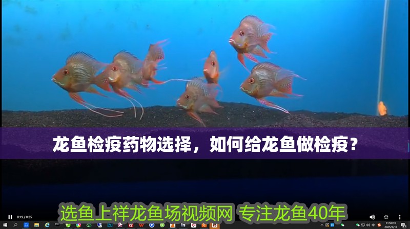 龍魚檢疫藥物選擇，如何給龍魚做檢疫？