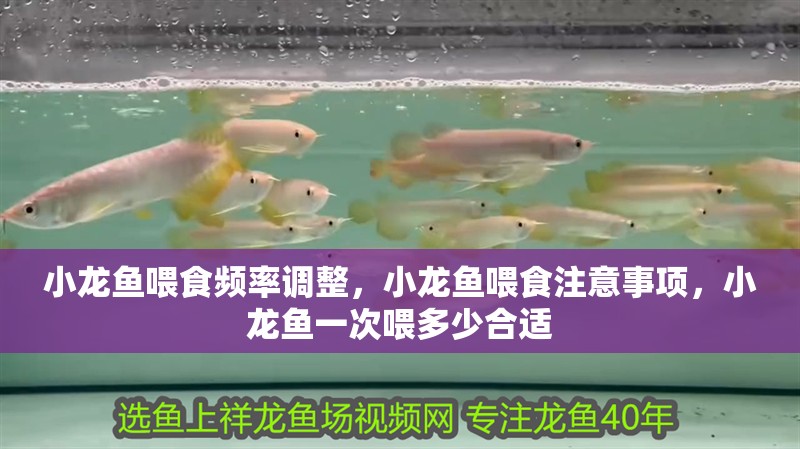 小龍魚喂食頻率調整，小龍魚喂食注意事項，小龍魚一次喂多少合適
