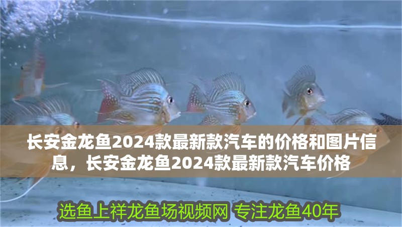 長安金龍魚2024款最新款汽車的價格和圖片信息，長安金龍魚2024款最新款汽車價格